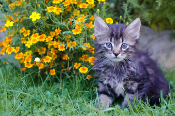 Funny little cat walking outdoors