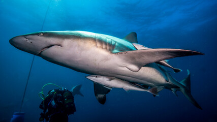 The remora travels in the shadow of a shark. Aliwal Shoal (South Africa)