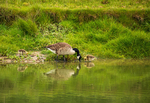 Family of Geese on the banks of the River Cuckmere, East Sussex, England