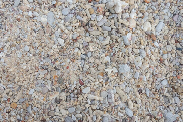 sand and shell background.