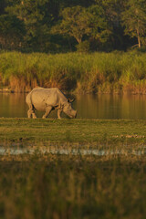 A single horn rhino grazing on grass in the wet lands of Assam India on 6 December 2016 © Sandeep