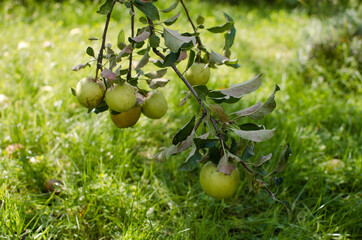 Beautiful juicy apples for juice on a hot summer day