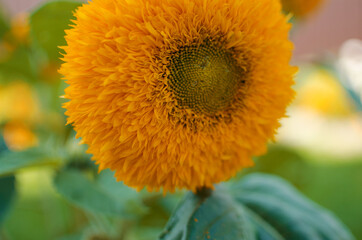 sunflowers grow outdoors in summer
