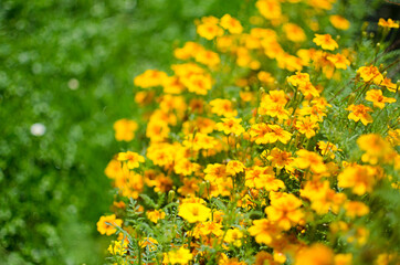 Beautiful marigolds bloom outdoors