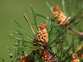 Young pine buds	