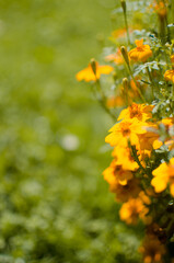 Beautiful marigolds bloom outdoors