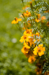 Obraz premium Beautiful marigolds bloom outdoors