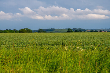 Fototapeta na wymiar View across an English meadow as a summer storm grows