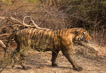 Side view of Tiger T60 cub, Ranthambore Tiger Reserve, India