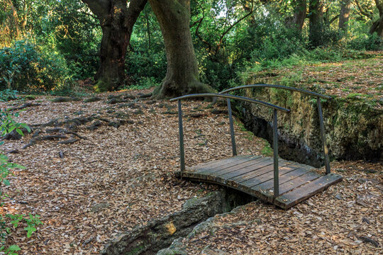 Small wooden bridge with iron railings in oak forest with leaves. Concept elements in Nature