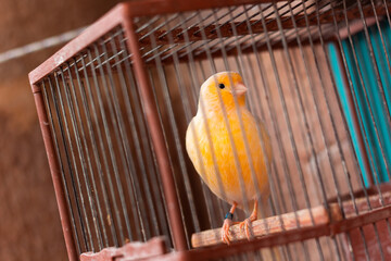 Yellow bird budgie in a cage, being sold on a Spanish flea market