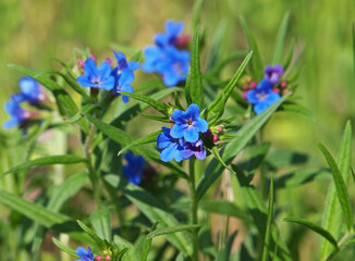 Purple gromwell blooming plant, Lithospermum purpurocaeruleum
