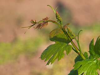 Vine sprout with young unripe grapes