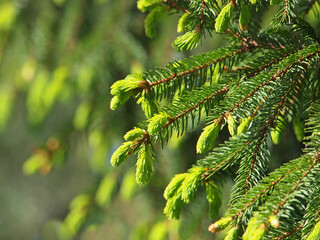 Fir tree branches with young buds