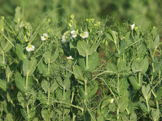 Peas plant blooming