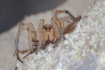 close-up/macro of a Spanish tarantula,exoskeleton , biggest spanish spider lycosa hispanica.