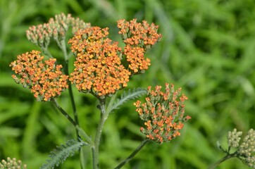 Achillea filipendulina LAM Kultivar Terracotta / Gold - Garbe blüht auf - Goldgarbe