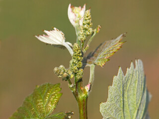 Vine sprout with young unripe grapes