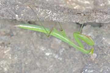 macro/closeup of a mantise praying mantis religiosa
