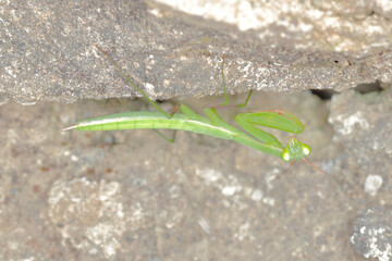 macro/closeup of a mantise praying mantis religiosa