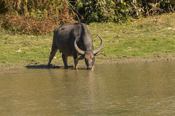 Obraz premium A wild water buffalo drinking water at a wild life sanctuary in Assam India on 7 December 2016