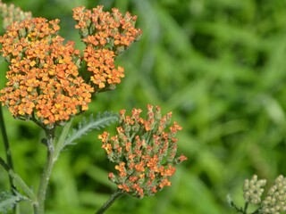 Achillea filipendulina LAM Kultivar Terracotta / Gold - Garbe blüht auf - Goldgarbe © alisseja