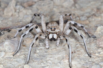 close-up/macro of a Spanish tarantula,exoskeleton , biggest spanish spider lycosa hispanica.