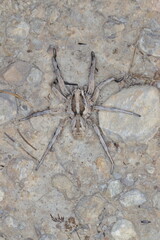 close-up/macro of a Spanish tarantula,exoskeleton , biggest spanish spider lycosa hispanica.
