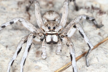 close-up/macro of a Spanish tarantula,exoskeleton , biggest spanish spider lycosa hispanica.