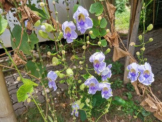 lilac flowers in the garden