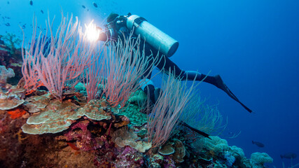 The diver crosses the coral curtain with his light. Munda (Solomon Islands)