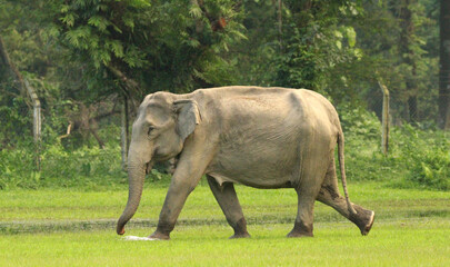 Old female Indian Elephant migrating