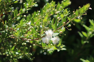 Myrtus communis, the common myrtle or true myrtle,The flowers are white or tinged with pink, with five petals and many stamens that protrude from the flower.