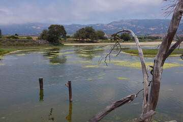 Fototapeta na wymiar Panoramic view of a slough area and water bird habitat near the California coast with the Santa Ynez mountains ridge in the background