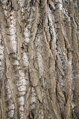 Bark of an old gnarled tree.