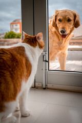 Perro labrador de color marron se detiene delante de una puerta para mirar a un gato marron en el...