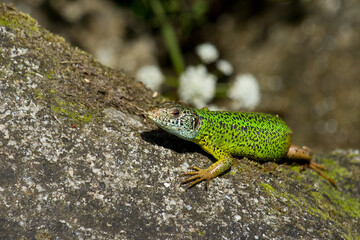 Lagarto verdinegro (Lacerta schreiberi), tomando el sol sobre la roca.