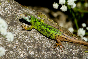 Lagarto verdinegro (Lacerta schreiberi), tomando el sol sobre la roca.