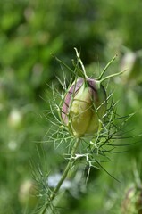 Knospe der Jungfer im Grünen - Nigella damascena