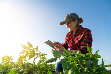 Fototapeta A woman farmer with digital tablet on a potato field. Smart farming and digital transformation in agriculture obraz