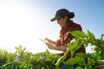 A woman farmer with digital tablet on a tomato field. Smart farming and digital transformation in agriculture