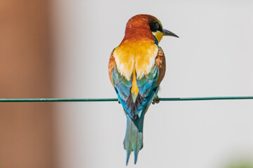 Il manto del Gruccione