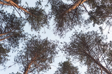 Branches of pine trees against the sky. View from below. Silhouettes of branches and needles in the soft light of the sun at dawn.