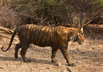 Closeup of Tiger cub, Ranthambore Tiger Reserve, India