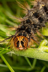 Orange and black Caterpillar of the Gypsy Moth (Lymantria dispar) with big spines on a green leaf