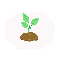 Plant for planting, green sprout, plant in the ground on a white background.
