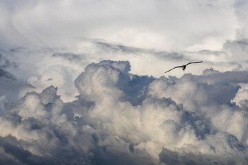 Flying seagull in the stormy sky