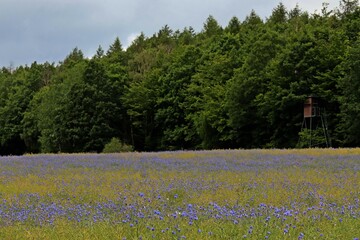 Blühende Kornblumen (Cyanus segetum) im Rapsfeld