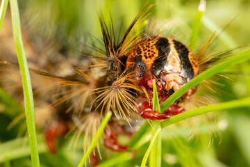 Orange and black Caterpillar of the Gypsy Moth (Lymantria dispar) with big spines on a green leaf