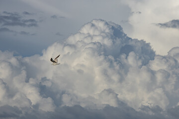 Flying seagull in the stormy sky